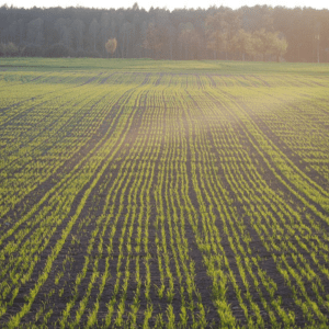 Semences champs d'essais