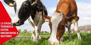 2 vaches broutent de l'herbe. Une des deux, la noir, à l'air intéressée par quelque chose