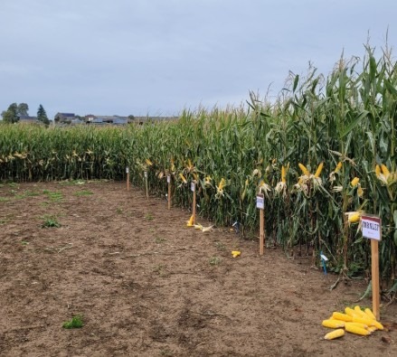 Vitrine maïs Ets Lefebvre